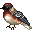Leetle Bay-breasted Warbler